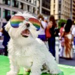 Small white dog wearing gay pride colorful sunglasses outdoors.