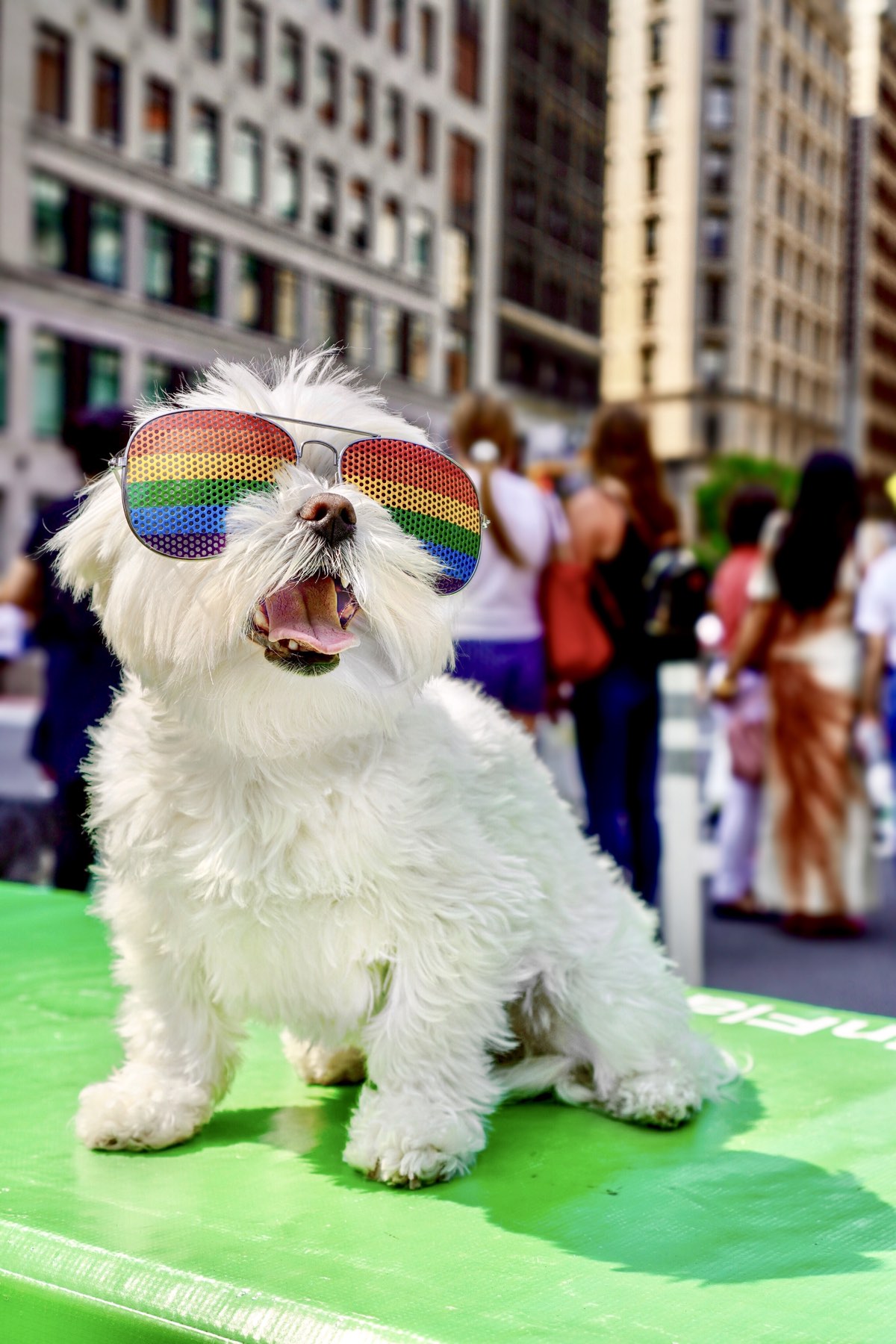 Small white dog wearing gay pride colorful sunglasses outdoors.